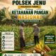 Polisi Polsek jenu Polres Tuban Turun ke Ladang, Dampingi Petani Jagung Dukung Ketahanan Pangan