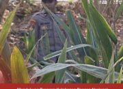 Mendukung Program Ketahanan Pangan, Polsek Widang Patroli Kawasan Lahan Pertanian Jagung