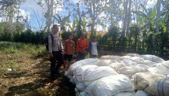 Bhabinkamtibmas Desa Rarak Ronges Dampingi Panen Jagung Tahap III, Pastikan Hasil Petani Terserap Pasar