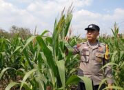 Polsek Kenduruan Polresta Tuban Dukung Program Asta Cita Presiden, Bhabinkamtibmas Desa Sokogrenjeng Cek Lahan Jagung Milik Warga
