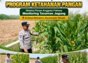 Mendukung Program Ketahanan Pangan Nasional Anggota Polmas Polsek Senori Polresta Tuban Memantau Tanaman Jagung Milik Warga Desa Medalem