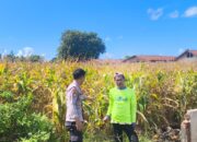 Dukung Ketahanan Pangan Nasional, Bhabinkamtibmas Desa Suka Mulya Sambangi Petani dan Dorong Persiapan Tanam Jagung