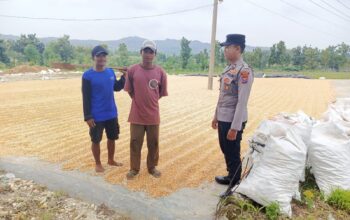 Polresta Tuban, Polsek Tambakboyo – Dukung Ketahanan Pangan, Personel Polsek Tambakboyo Patroli Dialogis ke Lahan Jemur Jagung Milik Warga