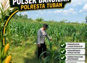 POLSEK BANGILAN DUKUNG KETAHANAN PANGAN MELALUI MONITORING TANAMAN JAGUNG