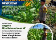 Dalam Rangka Mendukung Ketahanan Pangan Nasional Anggota Bhabinkamtibmas Polsek Senori Polresta Tuban Monitoring Kondisi Tanaman Jagung di Desa Wanglukulon