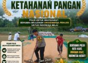 Bripda Dodi Eko Anggota Polsek Bancar Turun ke Ladang, Bantu Warga Jemur Hasil Panen Jagung