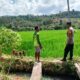 Dukung Ketahanan Pangan Nasional, Bhabinkamtibmas Desa Kerekeh Sambangi Petani Padi dan Dorong Perawatan Tanaman Optimal