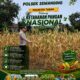 Polri Dukung Astacita, Polsek Semanding Polresta Tuban Turun Cek Tanaman jagung milik Warga di Desa Ngino