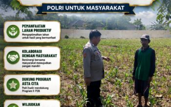 Bhabinkamtibmas pantau pertumbuhan jagung di Desa Binaan, dukung Ketahanan Pangan.