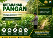 *Polsek Montong Polresta Tuban Turun Cek Tanaman jagung Warga di Desa Bringin*