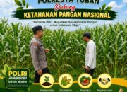 Dukung Asta Cita, Polsek Jatirogo Turun Langsung Pantau Ladang Jagung Warga Desa Jatiklabang
