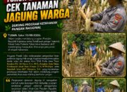 Polsek Soko Polresta Tuban Turun Langsung Cek Tanaman Jagung Warga
