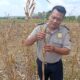 Dukung Astacita Presiden RI, Polsek Kenduruan Polresta Tuban Bantu Warga Panen Jagung