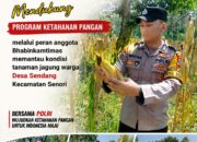 Guna Mendukung Ketahanan Pangan Nasional Anggota Bhabinkamtibmas Polsek Senori Polresta Tuban Monitoring Kondisi Tanaman Jagung di Desa Sendang