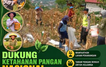 Polri Dukung Astacita, Polsek Rengel Polres Tuban Turun Cek Tanaman Padi Warga di Desa Maibit