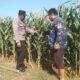 Dukung Astacita Presiden RI, Bhabinkamtibmas Polsek Jenu Polresta Tuban Cek Perkembangan Tanaman Jagung Warga