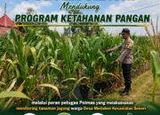 Polisi RW Polsek Senori Polresta Tuban Monitoring Tanaman Jagung Milik Warga Desa Medalem Guna Mendukung Program Ketahanan Pangan