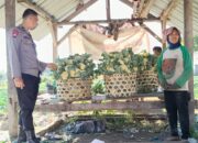Bhabinkamtibmas Pohgading Timur Dukung Ketahanan Pangan Lewat Panen Brokoli