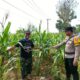 Polsek Tambakboyo Polres Tuban Turun Cek Tanaman jagung Warga di Desa Ngulahan