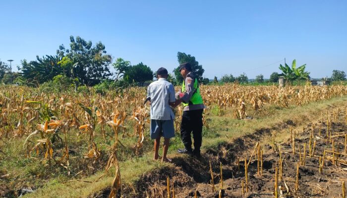 Polri Dukung Astacita, Polsek Rengel Polresta Tuban Turun Cek Tanaman Jagung Warga di Desa Sawahan