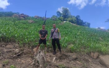 Dukung Ketahanan Pangan Nasional, Bhabinkamtibmas Desa Tatebal Tinjau Langsung Lahan Perkebunan Jagung Warga