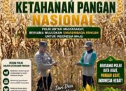 Dukung Program Ketahanan Pangan Nasional, Anggota Polsek Bancar Turun Ke Lahan Panen Jagung Bersama Warga Cingklung
