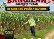MONITORING KETAHANAN PANGAN TANAMAN JAGUNG