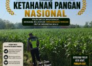 Polri Dukung Astacita, Polsek Semanding Polresta Tuban Turun Cek Tanaman jagung milik Warga di Desa Ngino