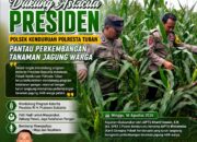 Dukung Astacita Presiden, Polsek Kenduruan Polresta Tuban Pantau Perkembangan Tanaman Jagung Warga