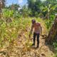 Polri Dukung Astacita, Polsek Grabagan Polresta Tuban Turun Cek Tanaman jagung milik Warga di Desa Grabagan
