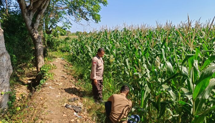 Dukung Ketahanan Pangan Nasional, Bhabinkamtibmas Desa Labuhan Pidang Tinjau dan Motivasi Petani Jagung