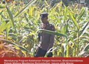 Bhabinkamtibmas Polsek Widang Monitoring Pertumbuhan Jagung