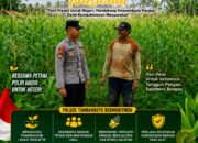 Polsek Tambakboyo Polres Tuban Turun Cek Tanaman jagung Warga di Desa Ngulahan