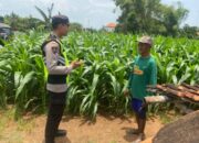Dukung Astacita Presiden RI, Bhabinkamtibmas Polsek Jenu Polresta Tuban Cek Perkembangan Tanaman Jagung Warga