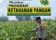 Mendukung Program Ketahanan Pangan Nasional Anggota Bhabinkamtibmas Polsek Senori Polresta Tuban Monitoring Tanaman Jagung Warga Desa Jatisari