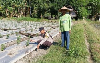 Dukung Ketahanan Pangan, Bhabinkamtibmas Desa Karang Dima Sambangi Petani Cabai di Dusun Sumer Payung