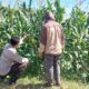 Dukung Ketahanan Pangan Nasional, Bhabinkamtibmas Desa Buin Baru Sambangi Petani Jagung di Uma Propok