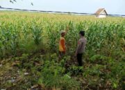 Polri dukung progam Astacita, Polsek Jatirogo Polresta Tuban Turun Cek Tanaman jagung Warga di Desa Paseyan