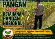 DUKUNG ASTA CITA, ANGGOTA POLSEK KEREK PANTAU PERTUMBUHAN JAGUNG PERANI DI DESA BINAAN