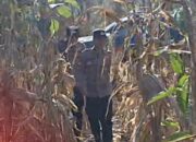 Mendukung Program Ketahanan Pangan, Polsek Widang Patroli Kawasan Lahan Pertanian Jagung