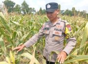Dukung Astacita Prabowo, Kanit Binmas Polsek Kenduruan Polresta Tuban Cek Tanaman Jagung Warga Petani