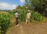 Dukung Ketahanan Pangan Nasional, Bhabinkamtibmas Desa Boal Sambangi Warga dan Cek Lahan Jagung Produktif