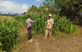 Dukung Ketahanan Pangan Nasional, Bhabinkamtibmas Desa Boal Sambangi Warga dan Cek Lahan Jagung Produktif