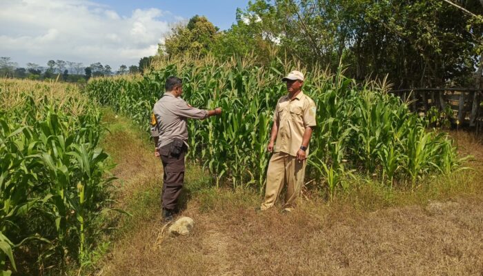 Dukung Ketahanan Pangan Nasional, Bhabinkamtibmas Desa Boal Sambangi Warga dan Cek Lahan Jagung Produktif