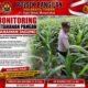 MONITORING KETAHANAN PANGAN TANAMAN JAGUNG DI WILAYAH KECAMATAN BANGILAN
