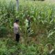 Polsek Tambakboyo Polresta Tuban Dampingi Petani Jagung di Desa Sawir, Wujudkan Ketahanan Pangan
