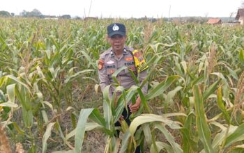 Dukung Astacita Presiden, Polsek Kenduruan Polresta Tuban Perkuat Ketahanan Pangan Melalui Pendampingan Petani Jagung