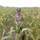 Dukung Astacita Presiden, Polsek Kenduruan Polresta Tuban Perkuat Ketahanan Pangan Melalui Pendampingan Petani Jagung