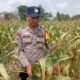 Dukung Astacita Presiden RI, Kanit Binmas Polsek Kenduruan Polresta Tuban Mengecek Tanaman Jagung Warga Petani