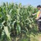 Polri Dukung Astacita, Polsek jenu Polres Tuban Turun Cek Tanaman Jagung Warga di Desa Tasikharjo
